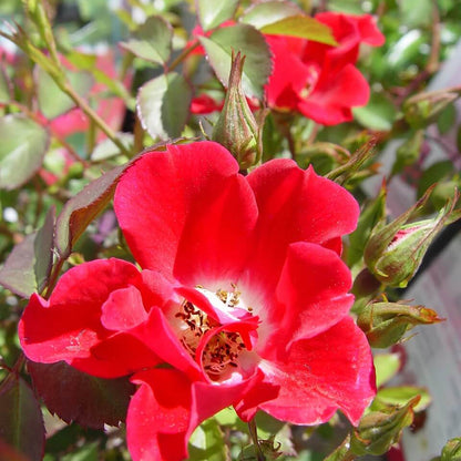 Rosa Rugosa Seeds - Flower Plant