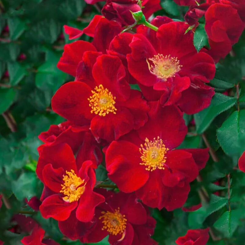 Rosa Rugosa Seeds - Flower Plant