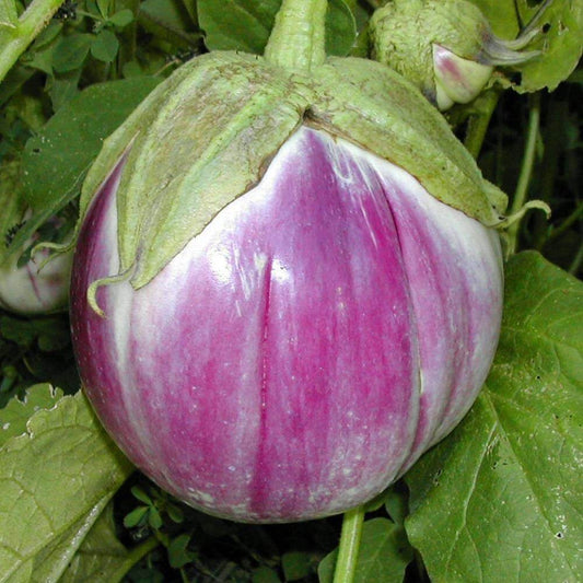 Rosa bianca eggplant seeds - Vegetable Plant