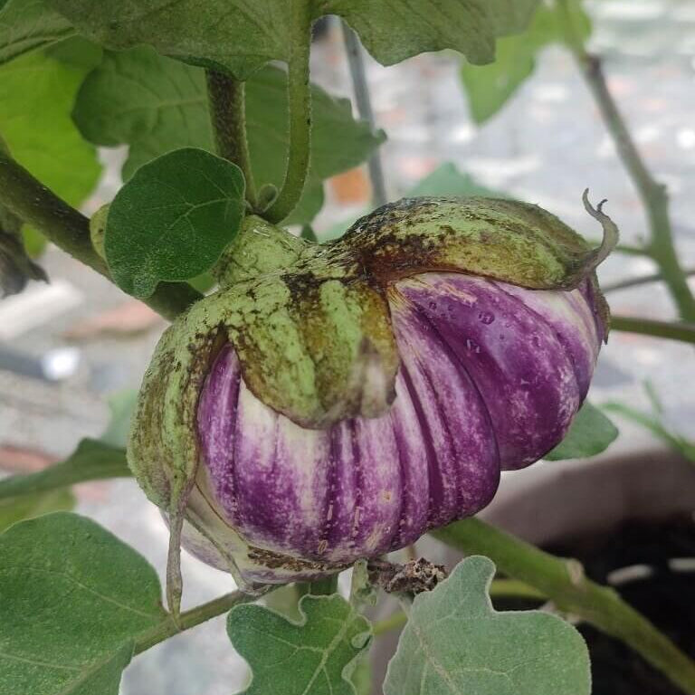 Rosa bianca eggplant seeds - Vegetable Plant