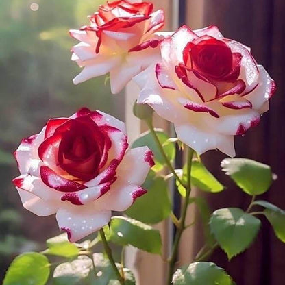 Rose Bush Seeds - Flower Plant