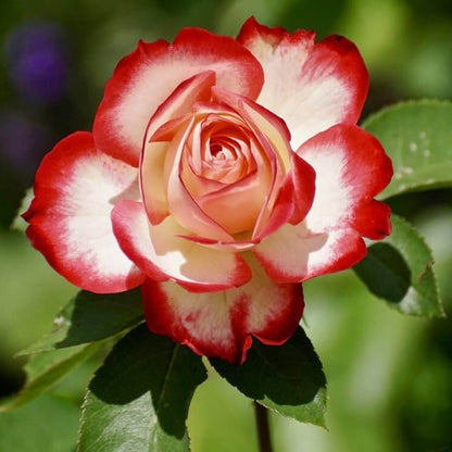 Rose Bush Seeds - Flower Plant