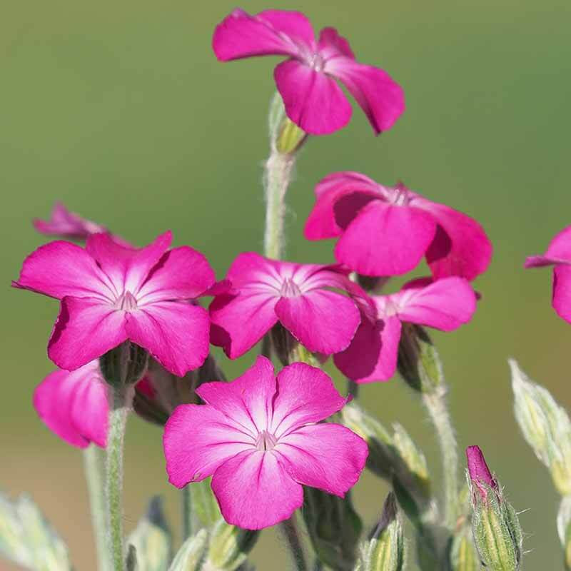 Rose Campion Seeds - Flower Plant