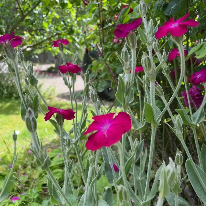 Rose Campion Seeds - Flower Plant