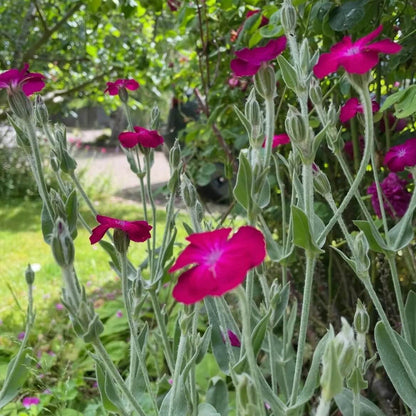 Rose Campion Seeds - Flower Plant