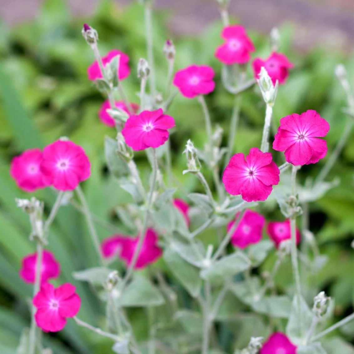 Rose Campion Seeds - Flower Plant