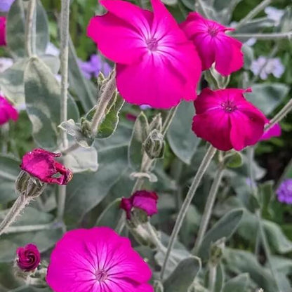 Rose Campion Seeds For Sale 