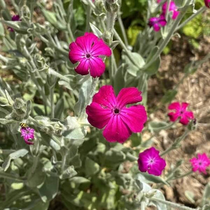 Rose Campion Seeds For Sale 