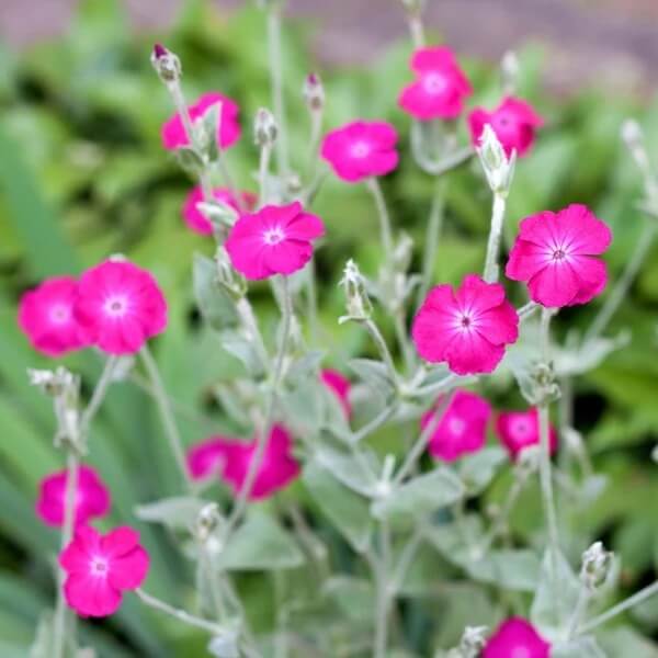 Rose Campion Seeds For Sale 