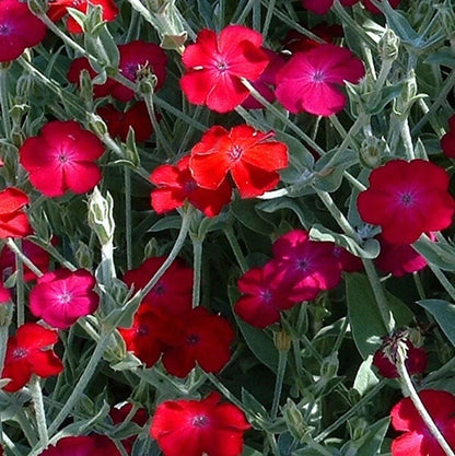 Rose Campion Seeds For Sale 