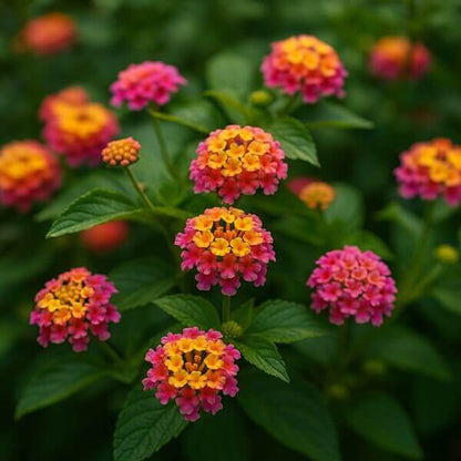 Rose & Lantana seeds - All in one for home gardens