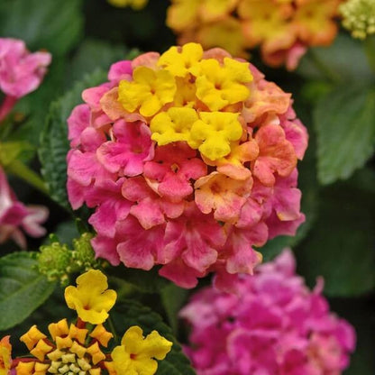Rose & Lantana seeds - Flower Plant