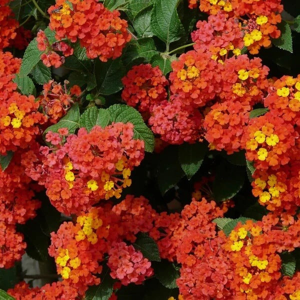 Rose & Lantana seeds - Flower Plant