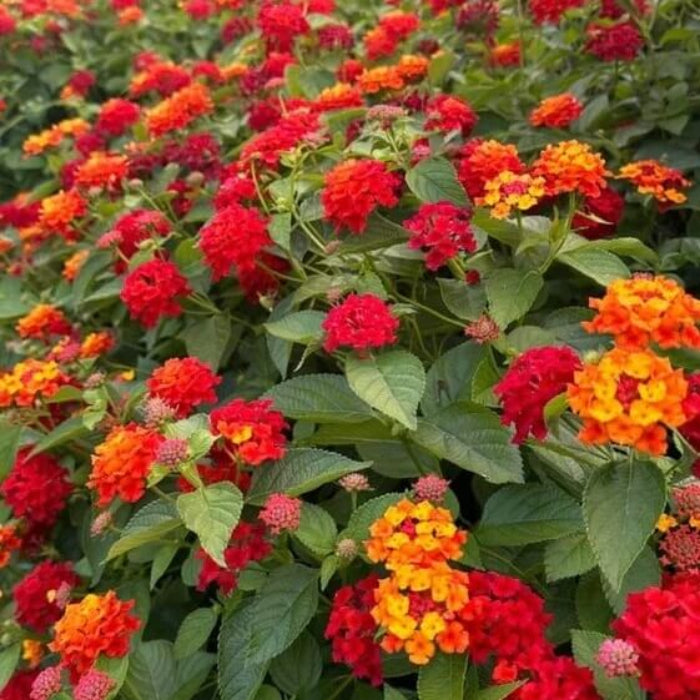 Rose & Lantana seeds - Flower Plant
