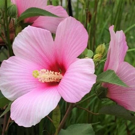 Rose Mallow Seeds - Flower Plant