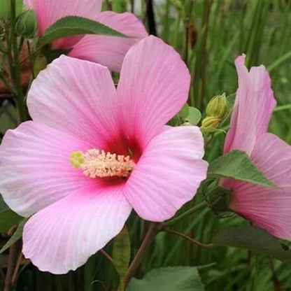 Rose Mallow Seeds - Flower Plant