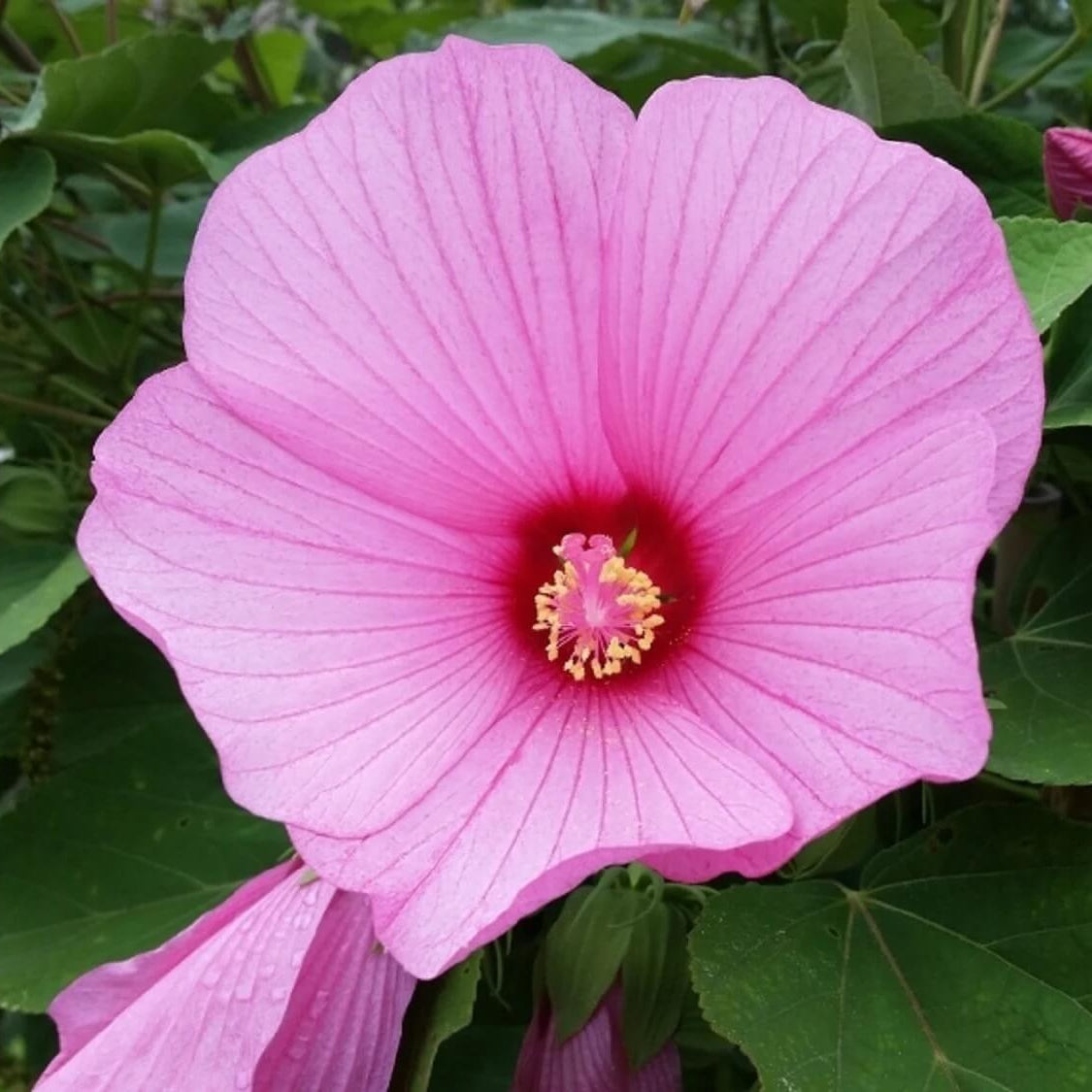 Rose Mallow Seeds - Flower Plant