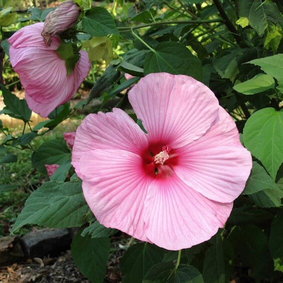 Rose Mallow Seeds - Flower Plant
