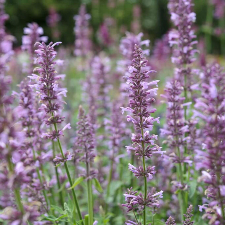 Rose Mint Agastache Seeds - Flower Plant 
