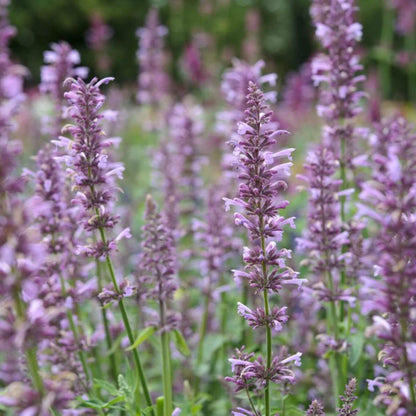 Rose Mint Agastache Seeds - Flower Plant 