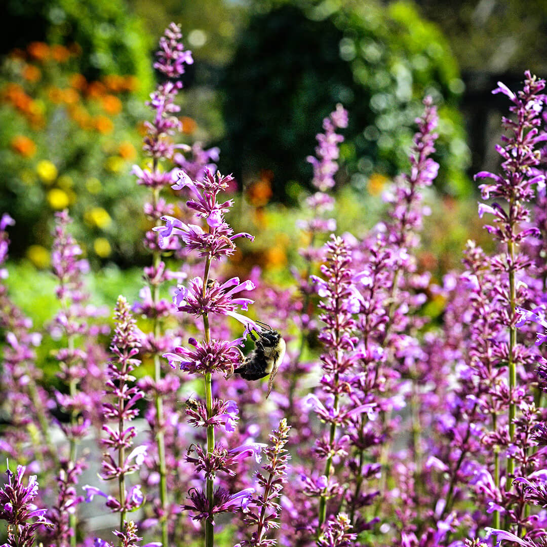 Rose Mint Agastache Seeds - Flower Plant 
