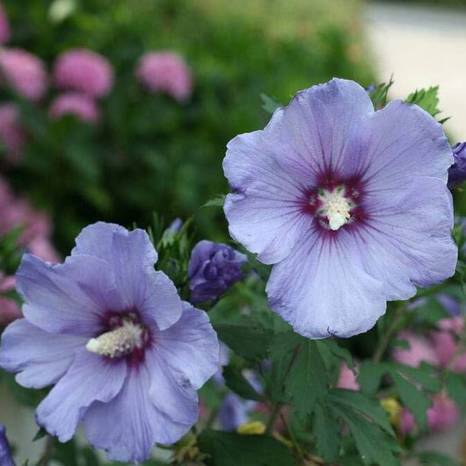 Rose Of Sharon Seeds - Flower Plant 