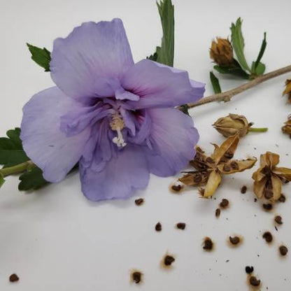 Rose Of Sharon Seeds - Flower Plant 