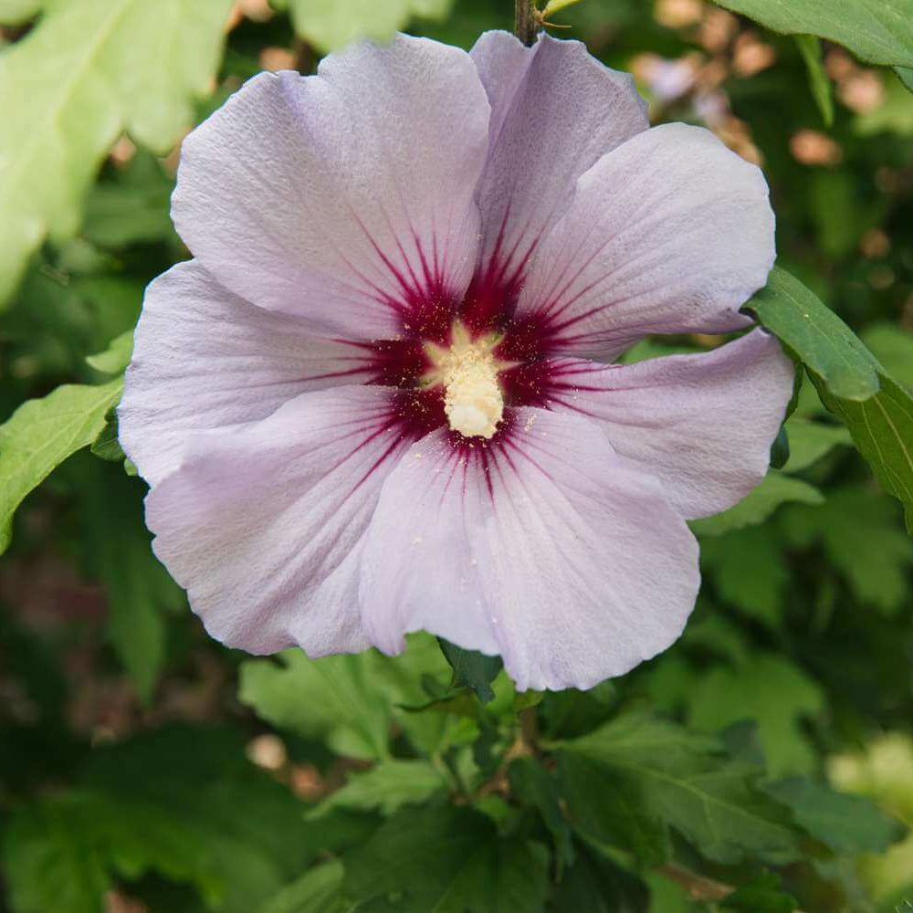 Rose Of Sharon Seeds - Flower Plant 