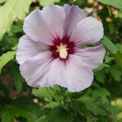 Rose Of Sharon Seeds - Flower Plant 