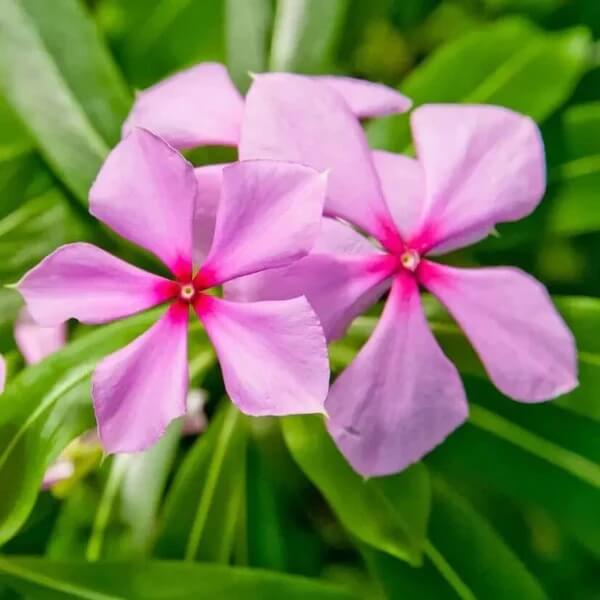 Rose Periwinkle Seeds 