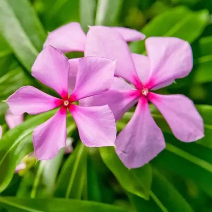 Rose Periwinkle Seeds 