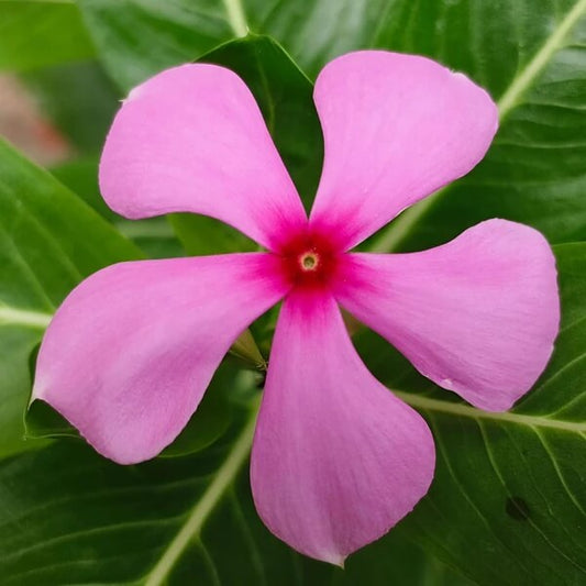 Rose Periwinkle Seeds 
