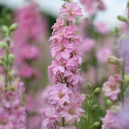 Rose Queen Larkspur Seeds - Flower Plant for Home Gardens