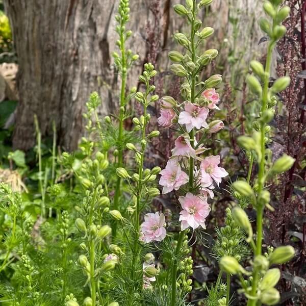 Rose Queen Larkspur Seeds - Flower Plant for Home Gardens