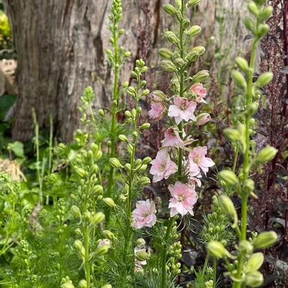 Rose Queen Larkspur Seeds - Flower Plant for Home Gardens