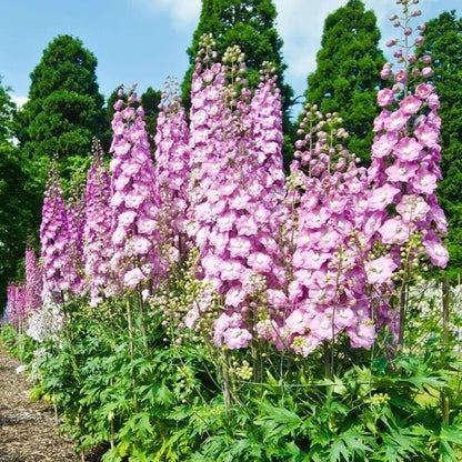 Rose Queen Larkspur Seeds - Flower Plant for Home Gardens