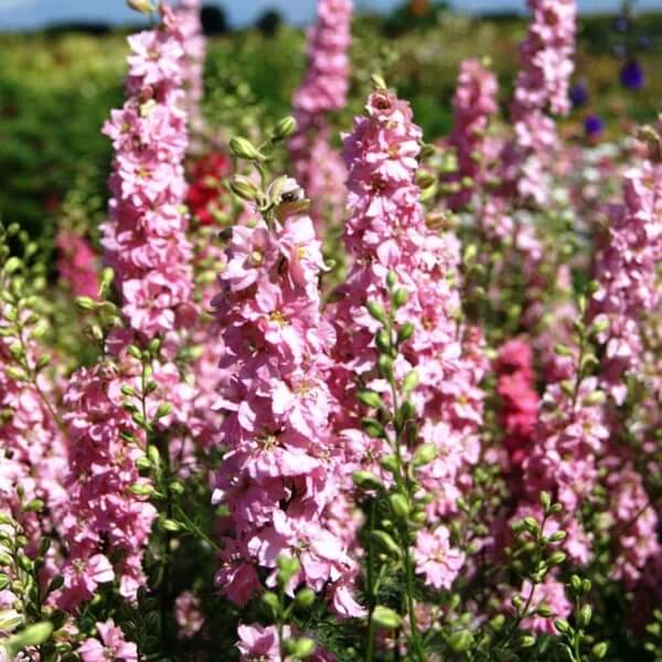Rose Queen Larkspur Seeds - Flower Plant for Home Gardens