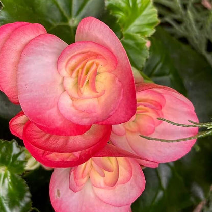 Rose Rieger Begonia Seeds