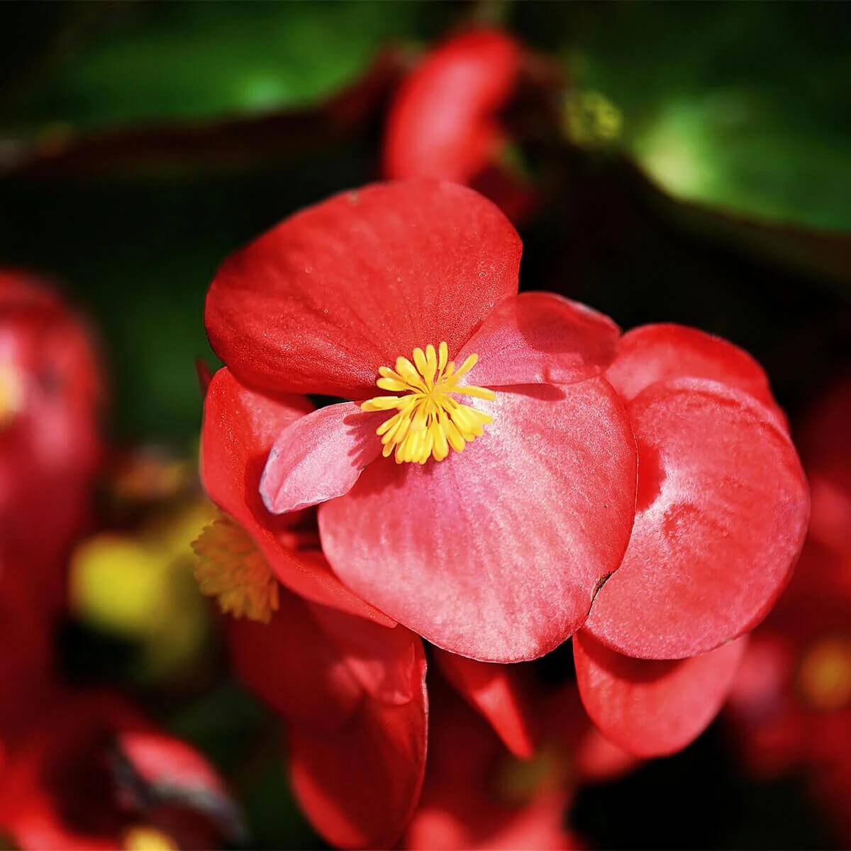 Rose Rieger Begonia Seeds