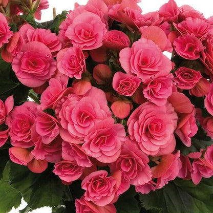 Rose Rieger Begonia Seeds