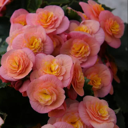 Rose Rieger Begonia Seeds