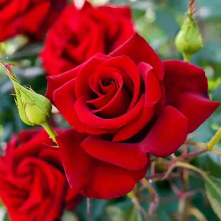 Rose Seeds - Flower Plant