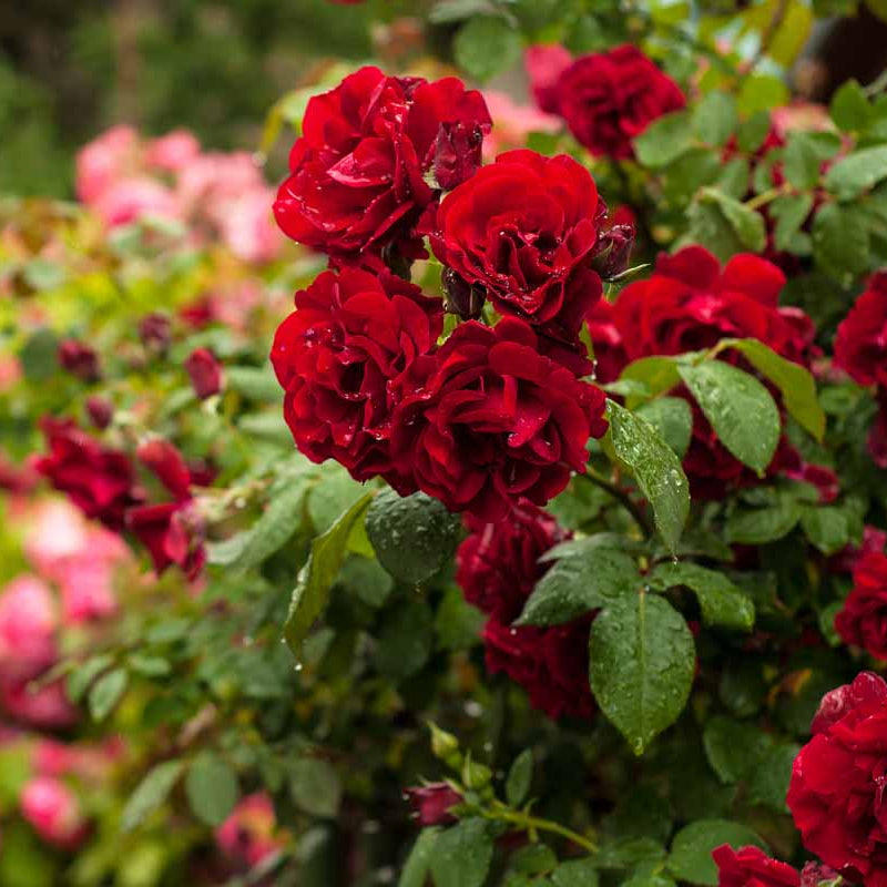Rose Seeds - Flower Plant
