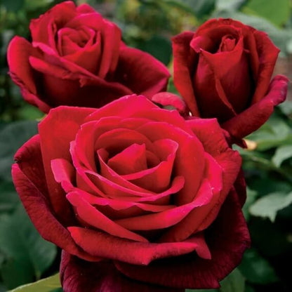 Rose Seeds - Flower Plant