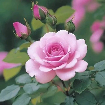 Rose Seeds - Flower Plant