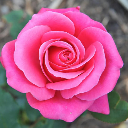 Rose Seeds - Flower Plant