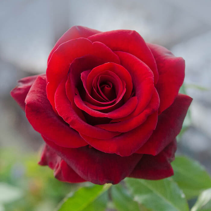 Rose Seeds - Flower Plant