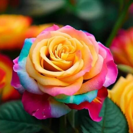 Rose Seeds - Heirloom Flower Plant for Home Gardens