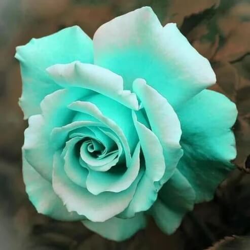 Rose Seeds - Heirloom Flower Plant for Home Gardens
