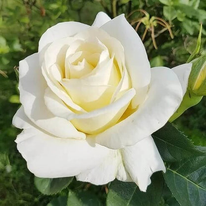 Rose Seeds - Heirloom Flower Plant for Home Gardens
